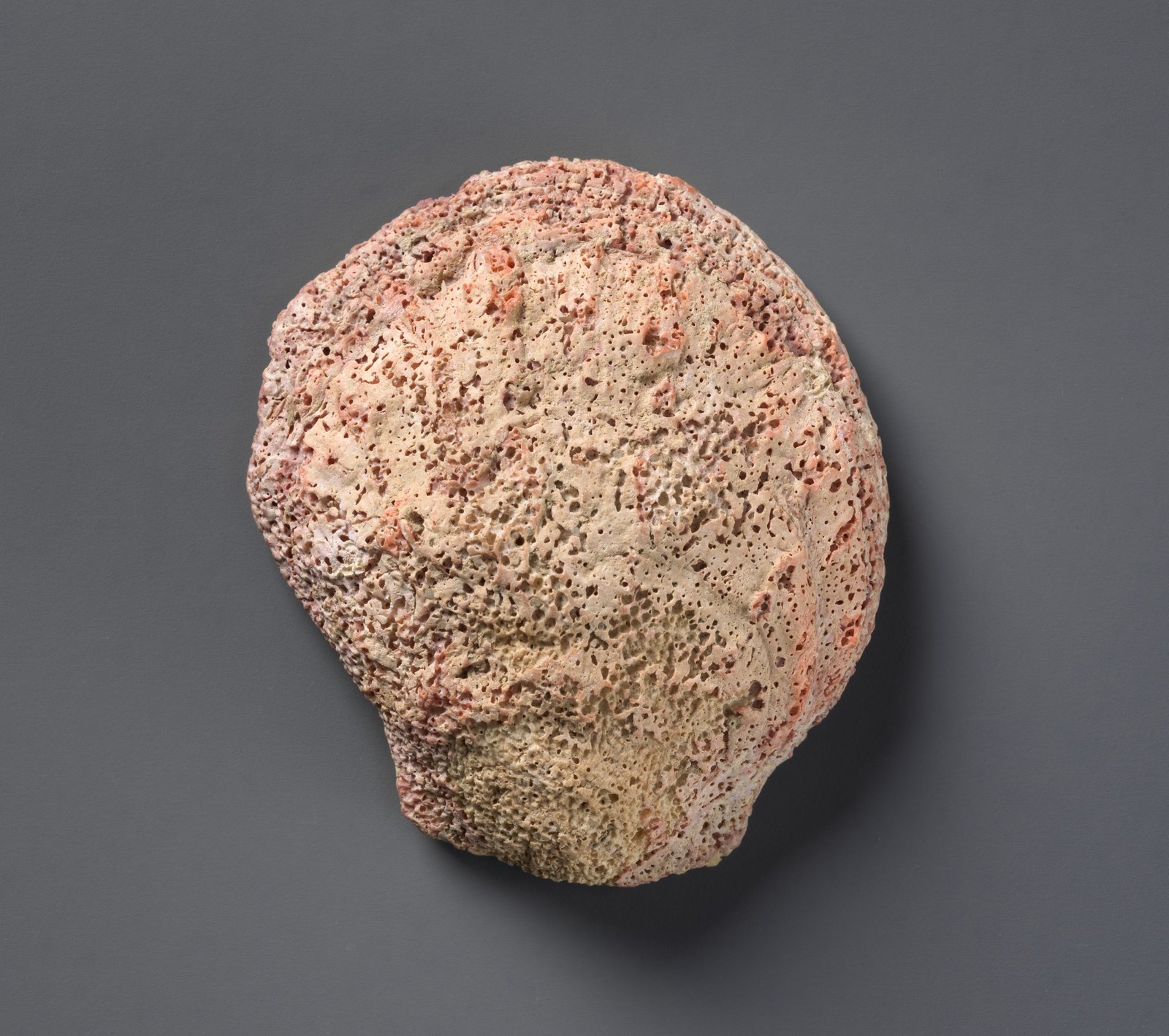 Conchiglia incisa, Mesopotamia, dinastico arcaico IIIa, circa 2600-2500 avanti l'era volgare